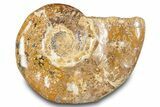 Jurassic Ammonite (Euaspidoceras) Fossil - Madagascar #283382-1